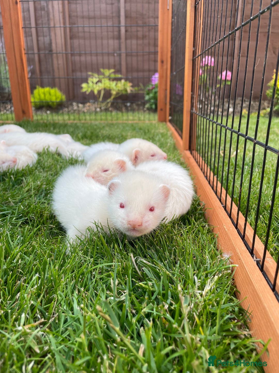 Ferret rodents for sale: Albino kits for sale  - Image 6