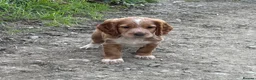 Cocker Spaniel dogs for sale: Working Cocker Spaniels - Advert 4