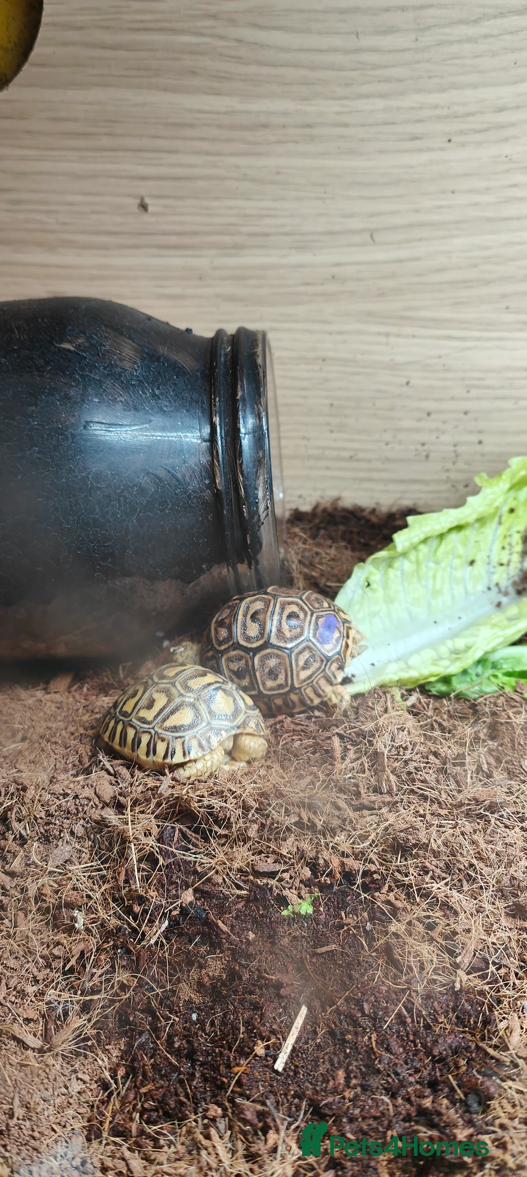 Tortoise reptiles for sale: Leopard spotted Tortoise  - Advert 4