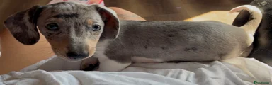 Miniature Dachshund Puppy 5
