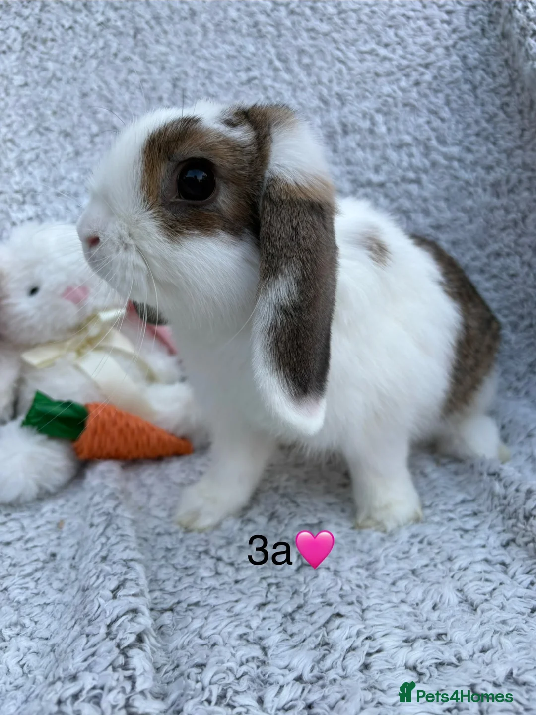 Mixed Breed rabbits for sale: Available now! - Advert 1