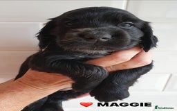 Cocker Spaniel dogs for sale: Stunning Blue/Liver Roan Cocker Spaniels Puppies  - Image 3