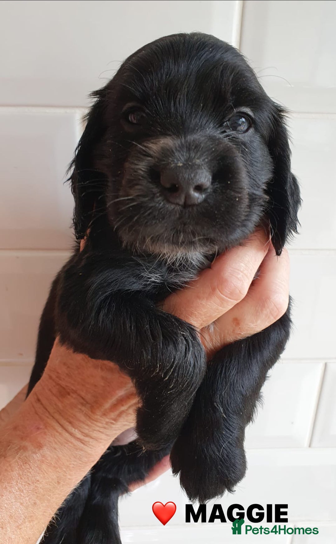 Cocker Spaniel dogs for sale: Stunning Blue/Liver Roan Cocker Spaniels Puppies  - Image 3