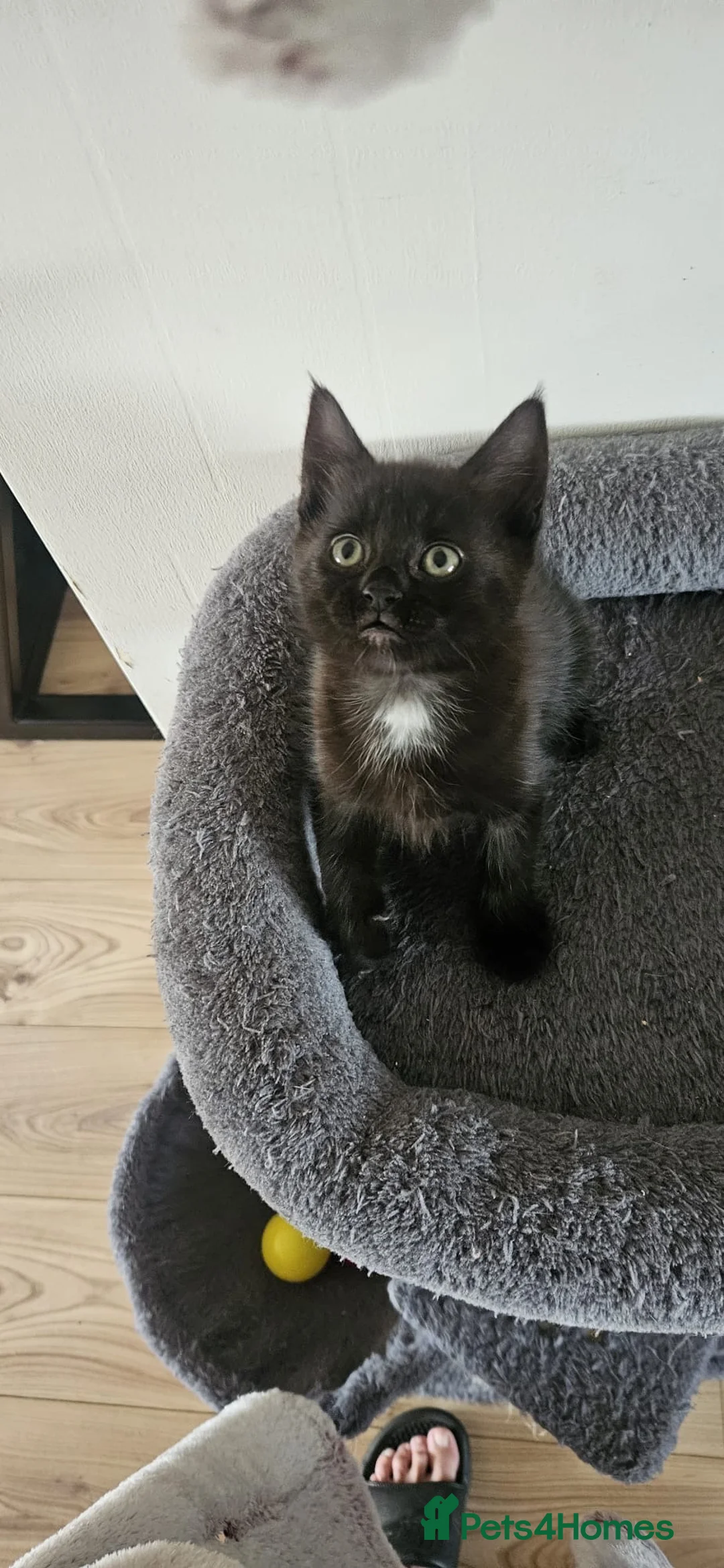 Mixed Breed cats for sale: ONLY THREE LEFT KITTENS  - Advert 12