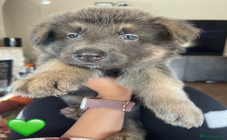 German Shepherd dogs - Advert 12