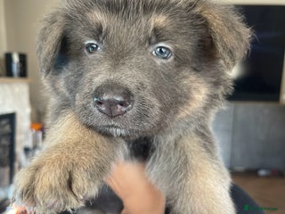 German Shepherd dogs - Advert 13