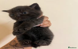 British Shorthair cats for sale: BRITISH SHORT HAIR FOR SALE !! - Image 6