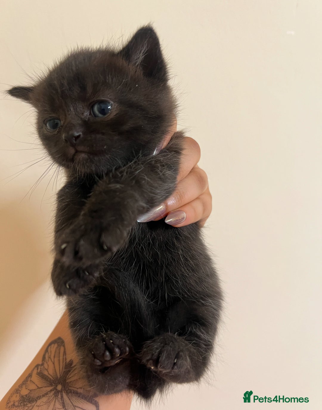 British Shorthair cats for sale: BRITISH SHORT HAIR FOR SALE !! - Image 6