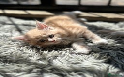 Maine Coon cats for sale: TICA registered pedigree Maine Coon kittens  - Image 10