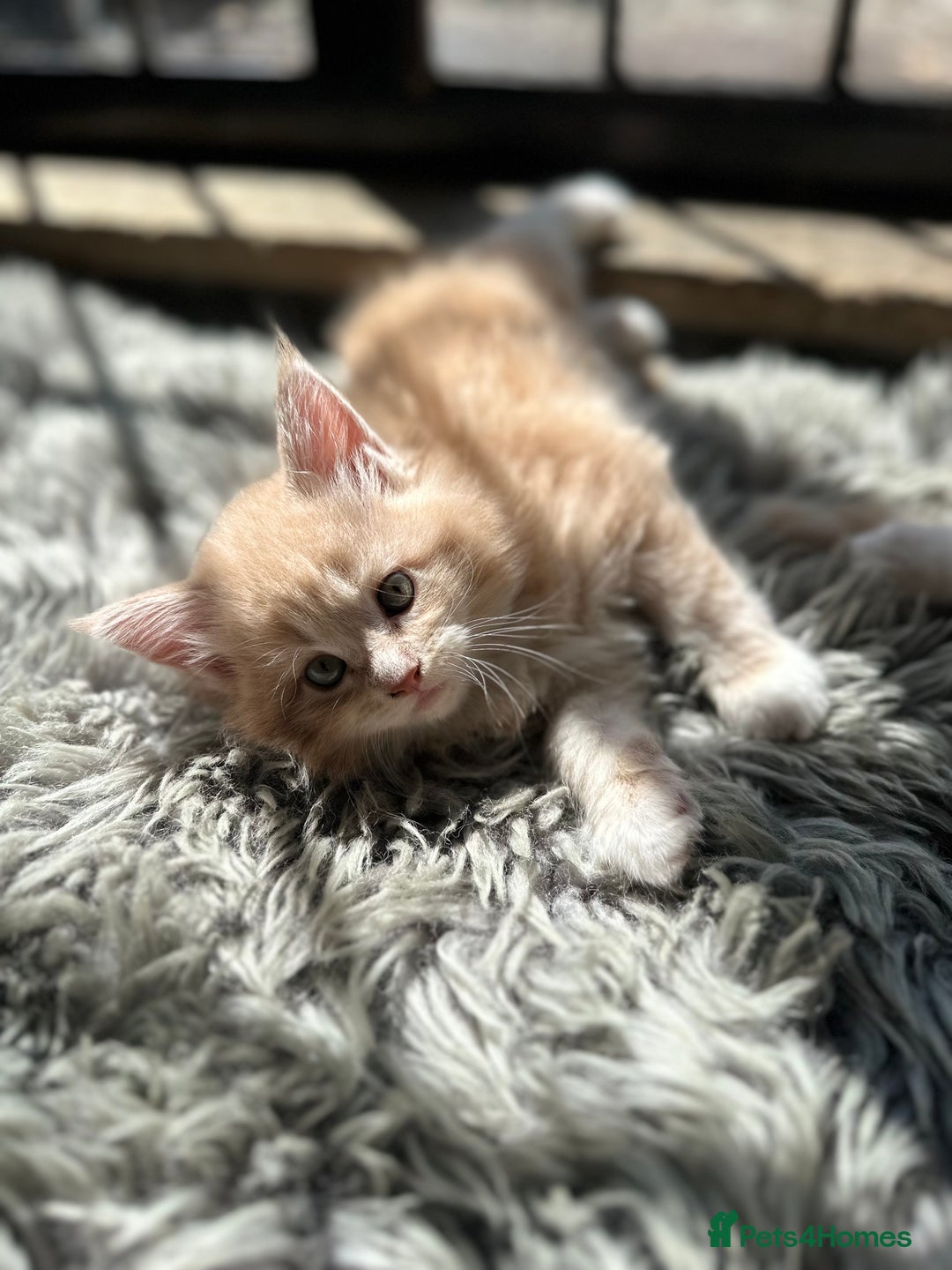 Maine Coon cats for sale: TICA registered pedigree Maine Coon kittens  - Image 10