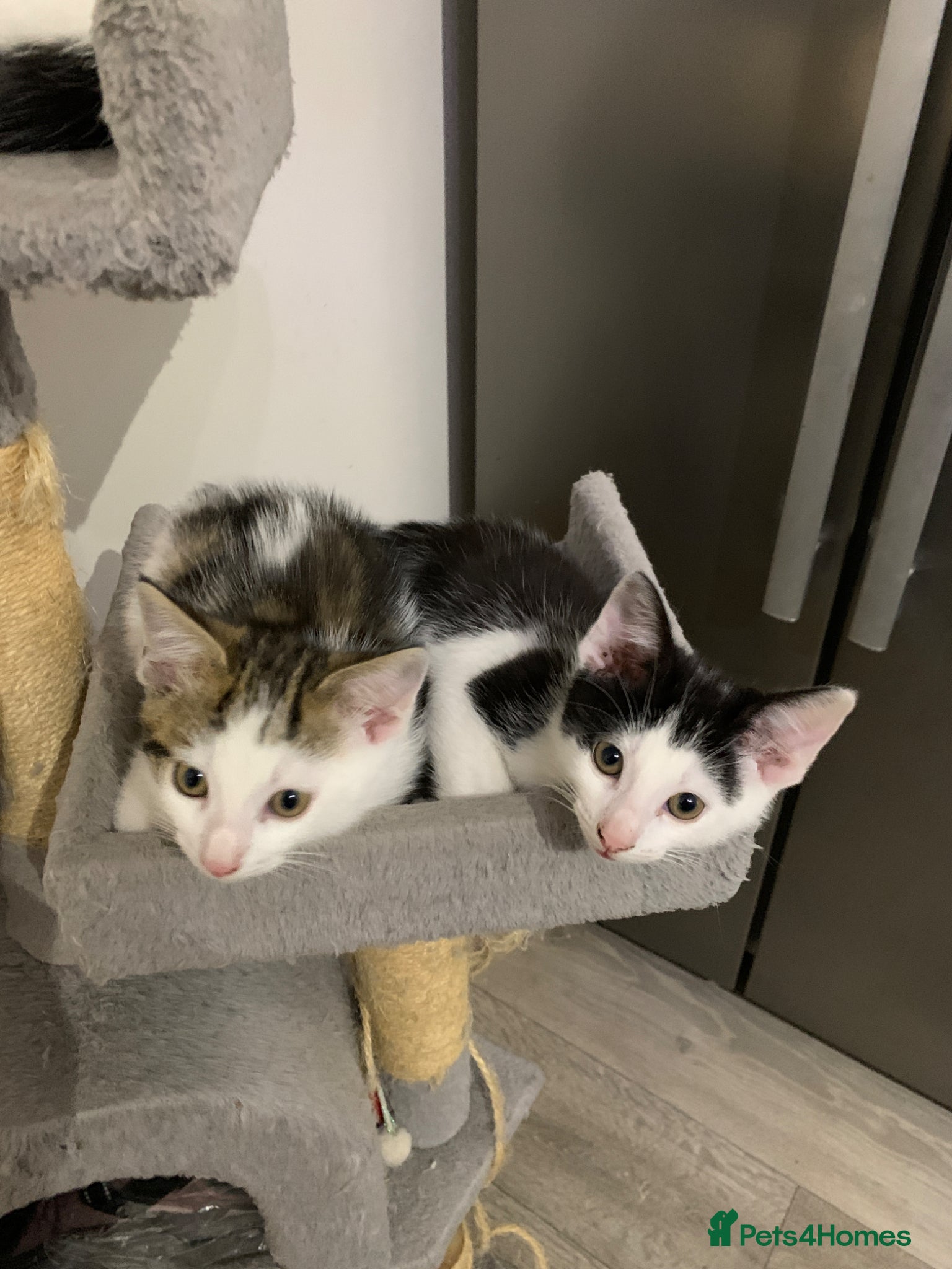 Mixed Breed cats Beautiful Mixed Kittens x5 - Ready NOW - Advert 2
