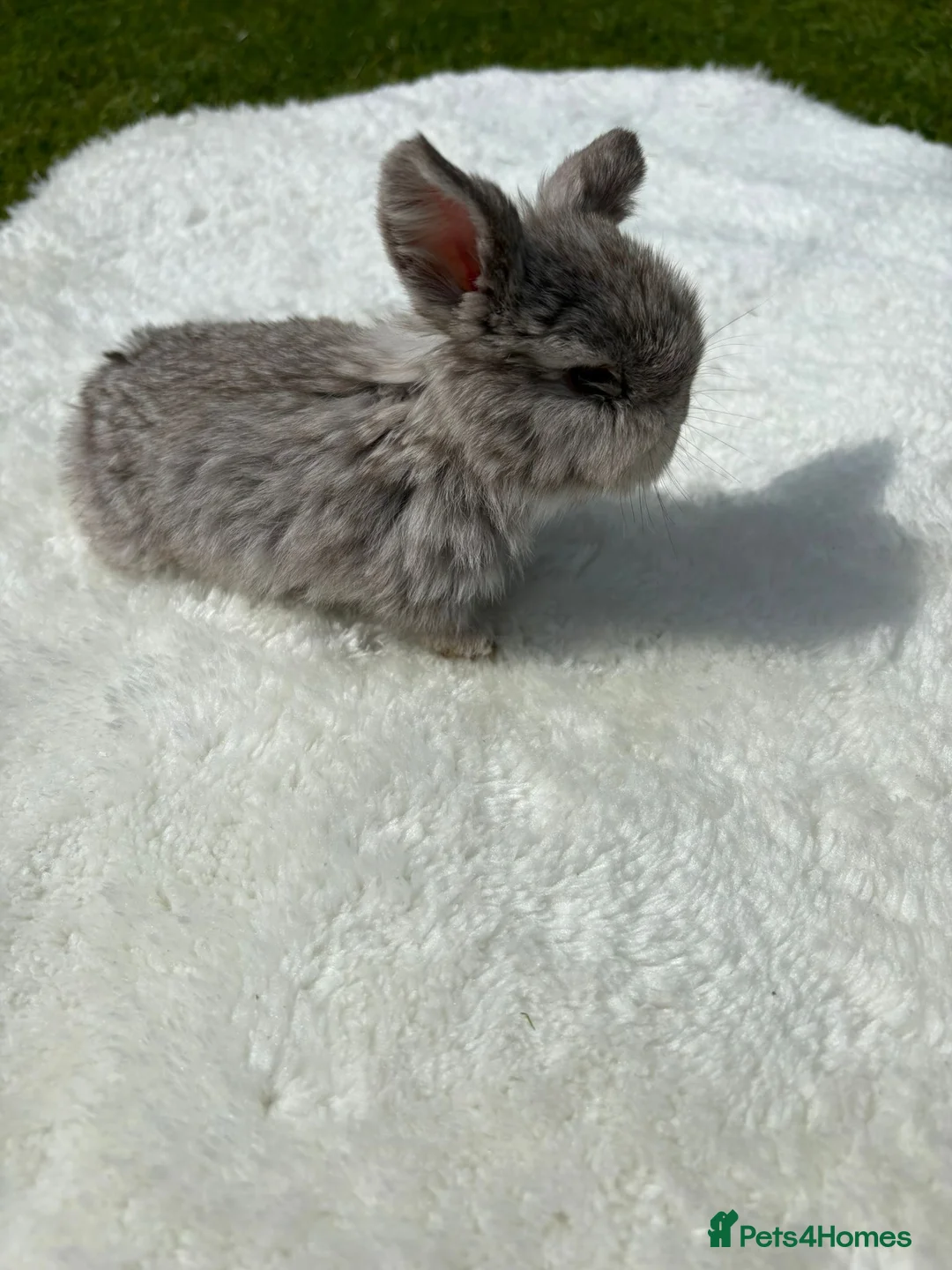 Mini Lop rabbits for sale: Mini Holland lops  in Warrington - Advert 5