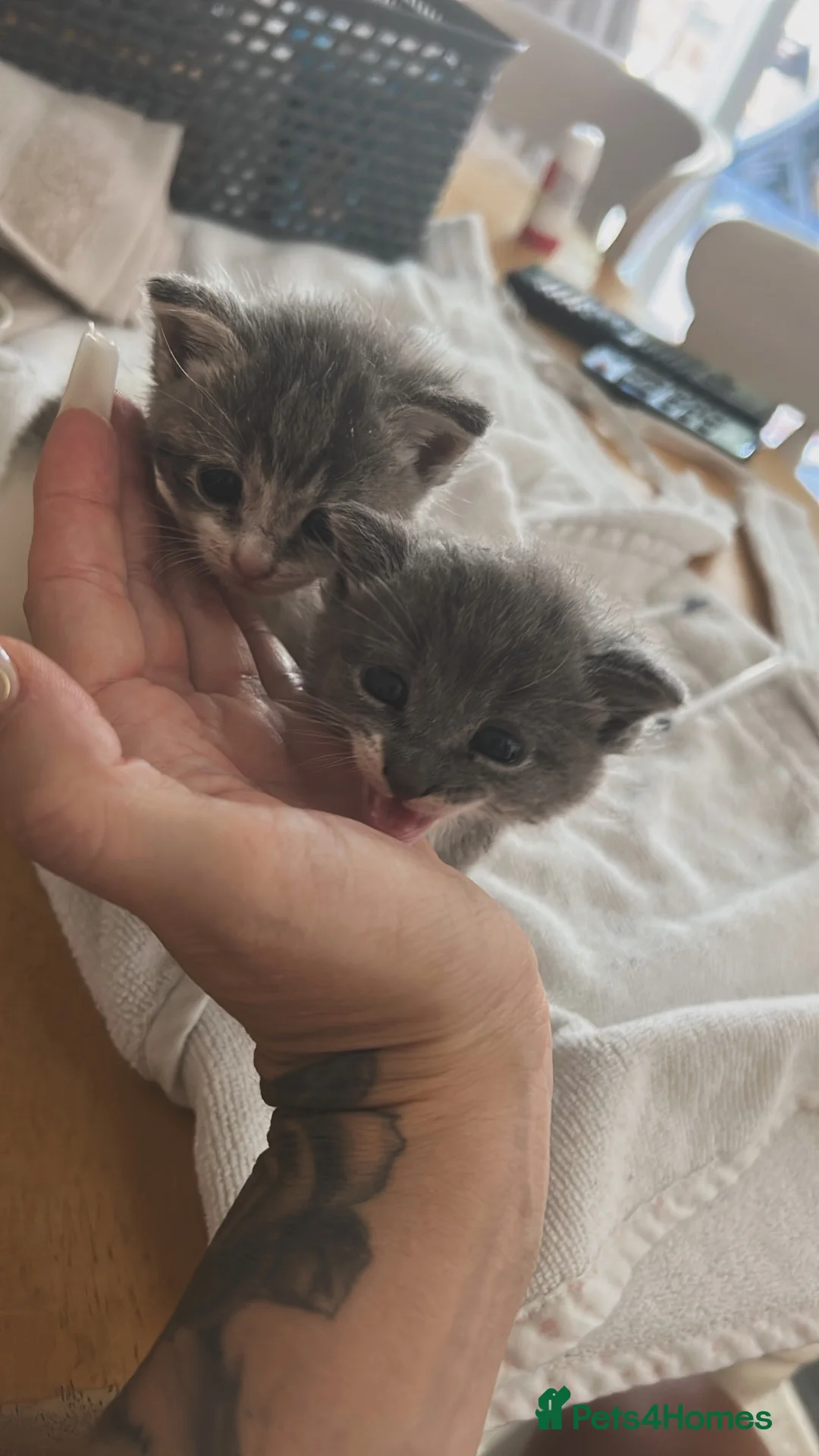 Mixed Breed cats for sale: 2 beautiful baby’s  in Steyning - Advert 2