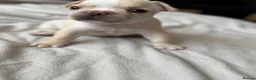 French Bulldog dogs for sale: ONLY 3 LEFT! Beautiful KC Reg French Bulldog Pups - Advert 15