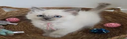 Ragdoll cats for sale: GCCF REGISTERED PEDIGREE RAGDOLL KITTENS  - Advert 10