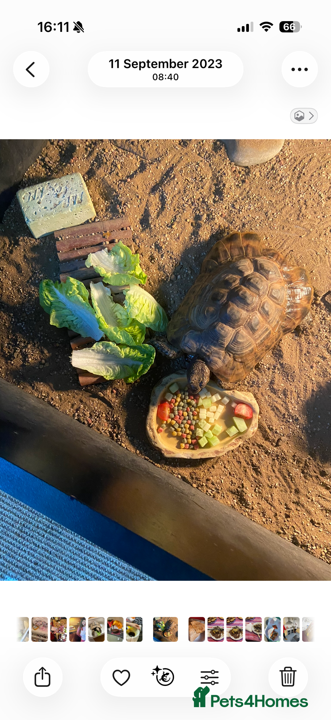 Tortoise reptiles for sale: Male Greek Tortoise for Sale, price negotiable.  - Advert 3