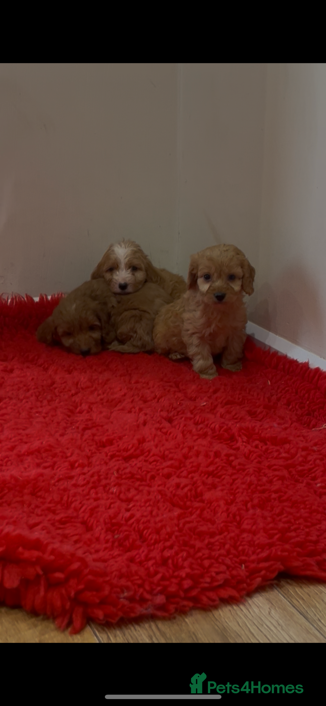 Cockapoo dogs for sale: Beautiful hereditary healthy male pups - Advert 19
