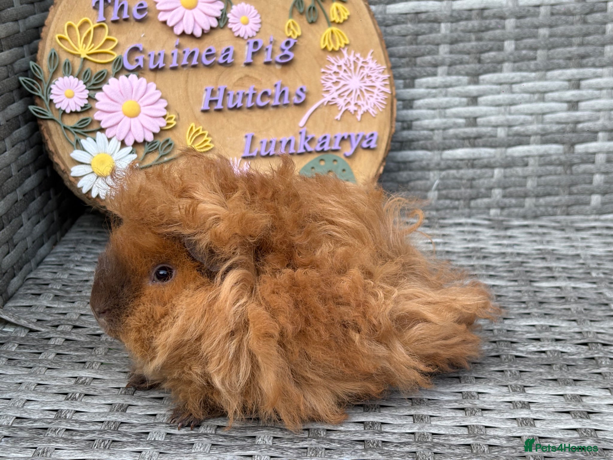 Guinea Pig rodents Purebred Lunkarya - Advert 1
