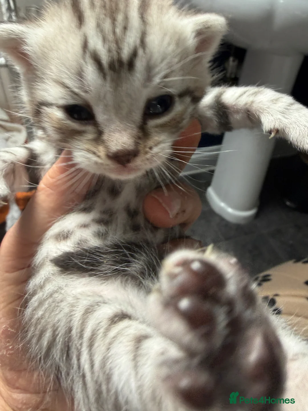 Domestic Shorthair cats for sale: Silver Tabby Kittens  - Advert 14