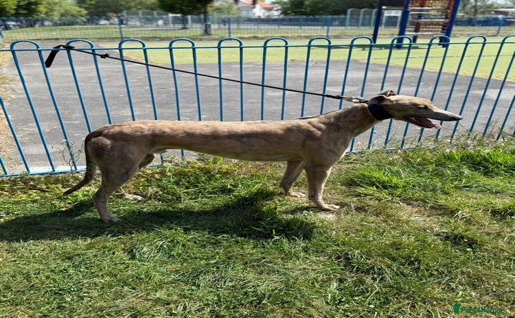 Greyhound dogs - Advert 1