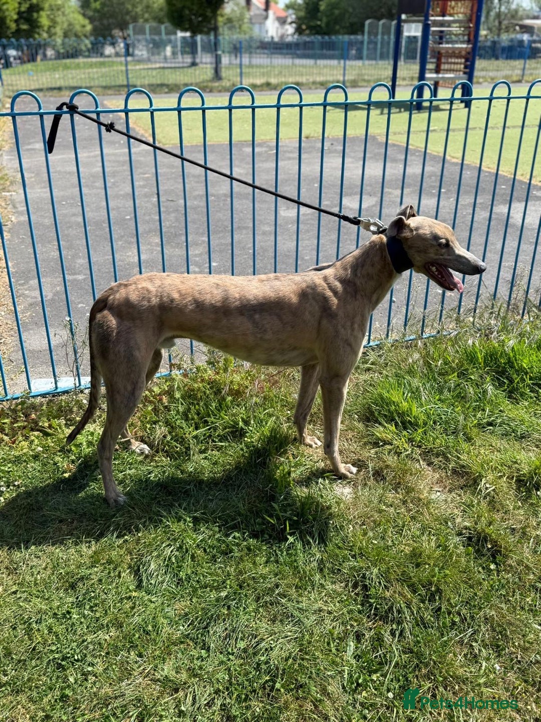 Greyhound dogs for sale: Greyhounds x2 - Image 1
