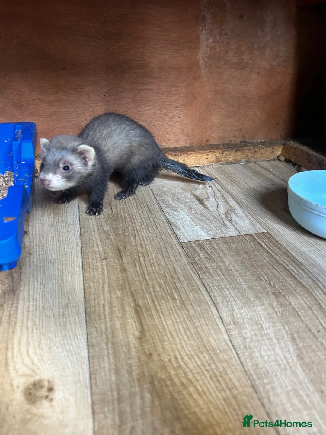 Ferret rodents for sale: Baby Ferret - Advert 17