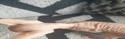 Sphynx cats for sale: Canadian sphynx ready to leave now  - Advert 29