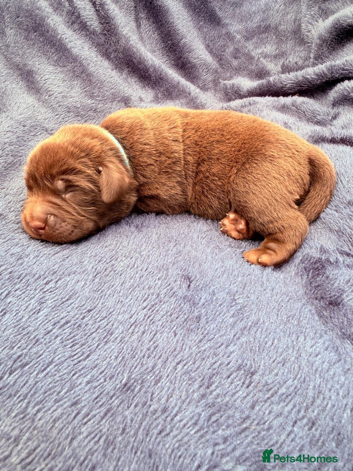 Light Blue Collar