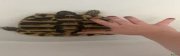 Hermann Tortoise reptiles for sale: Hermann Tortoise needs forever home - Advert 4