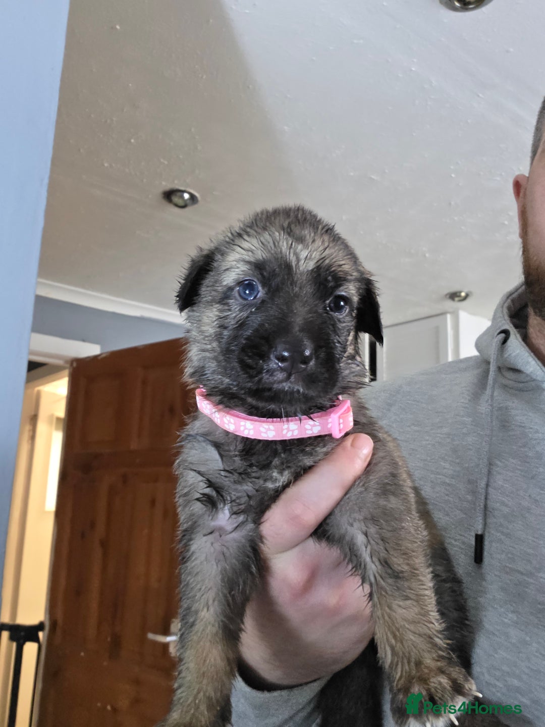 German Shepherd dogs for sale: 9 beautiful working line german shepherd puppies  - Advert 11