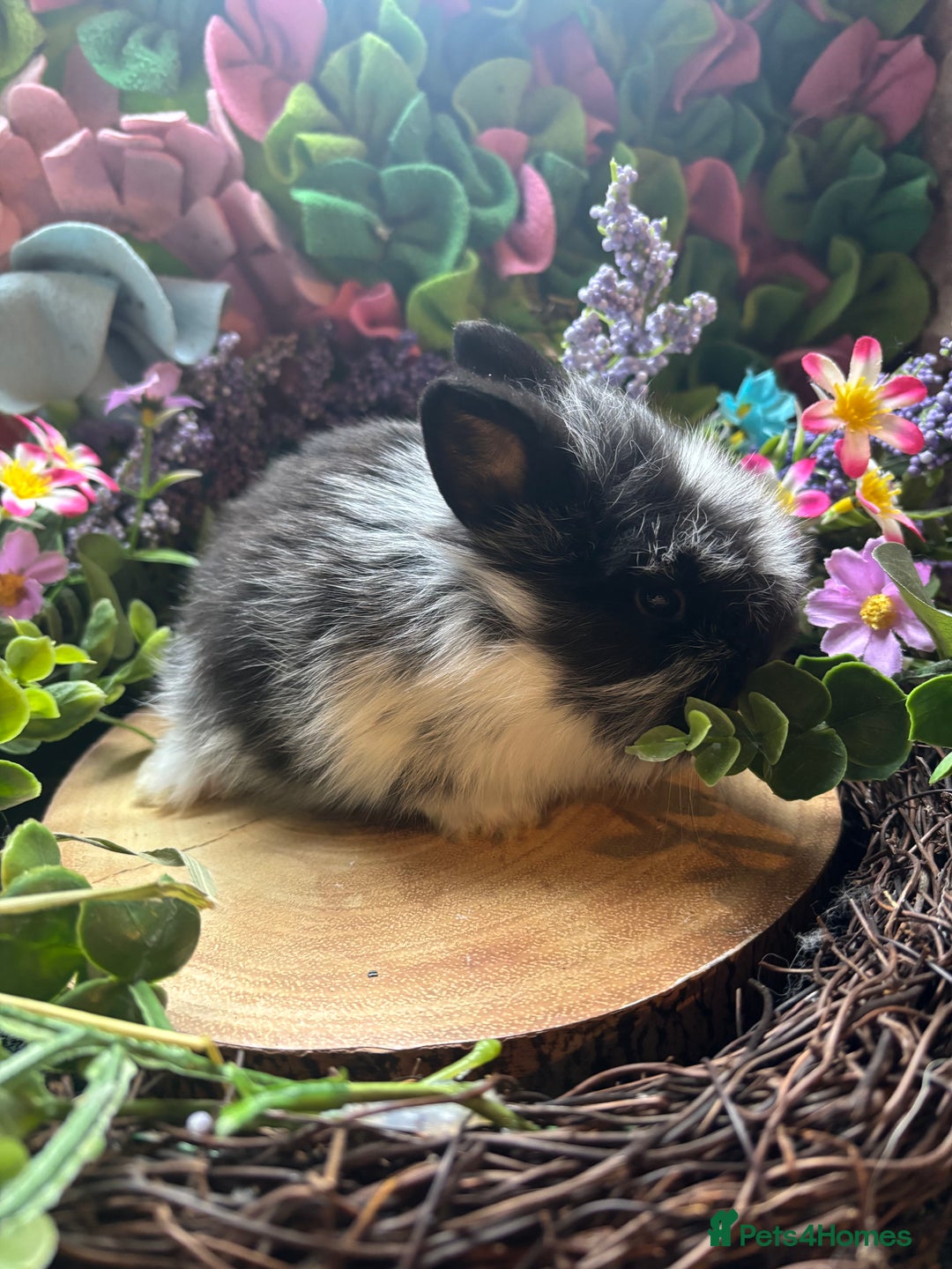 Mini Lion Lop rabbits for sale: Mini lion lops  - Advert 9