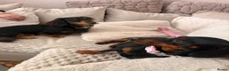 Miniature Dachshund dogs for sale: Miniature dachshund puppies - Advert 35