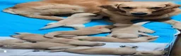 Golden Retriever dogs for sale: ✨🐾 Beautiful Golden Retriever Puppies🐾✨ - Advert 1