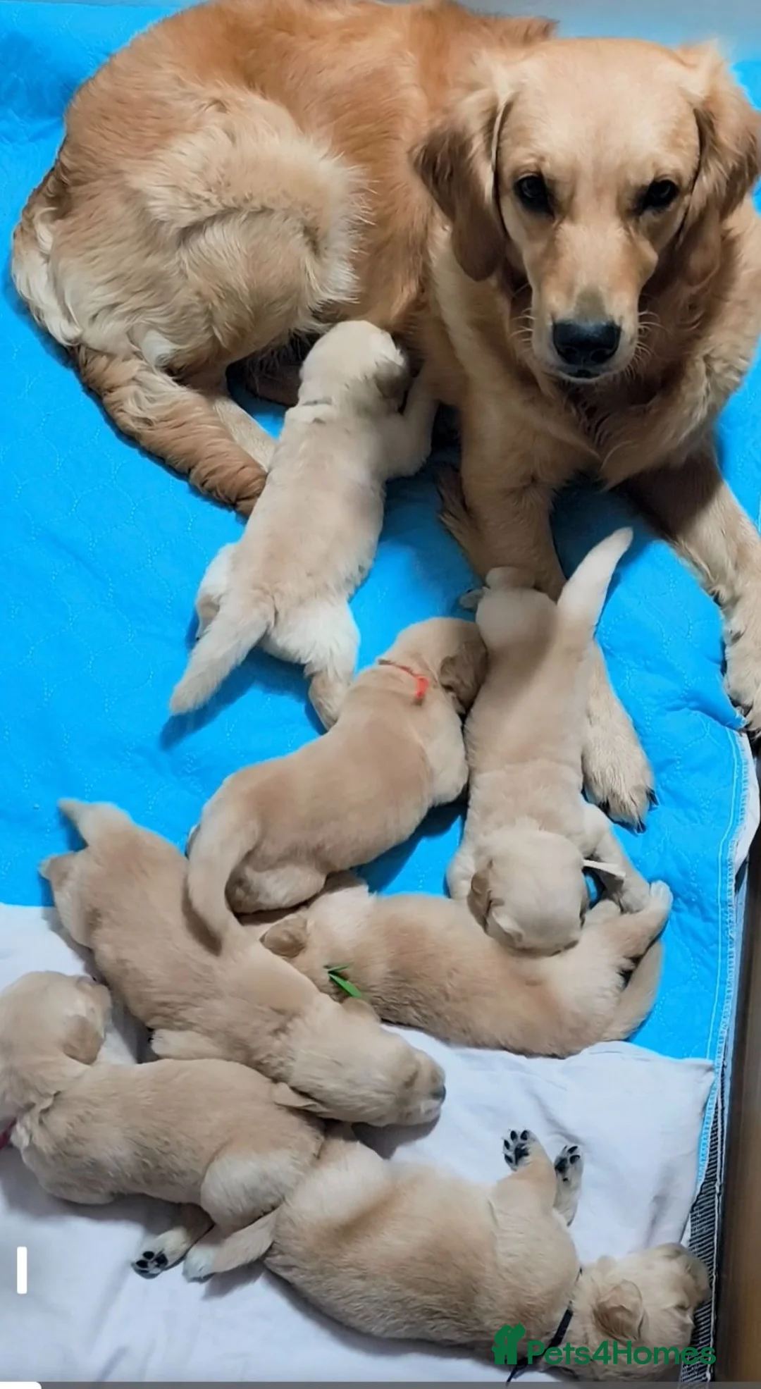 Golden Retriever dogs for sale: ✨🐾 Beautiful Golden Retriever Puppies🐾✨ - Advert 1