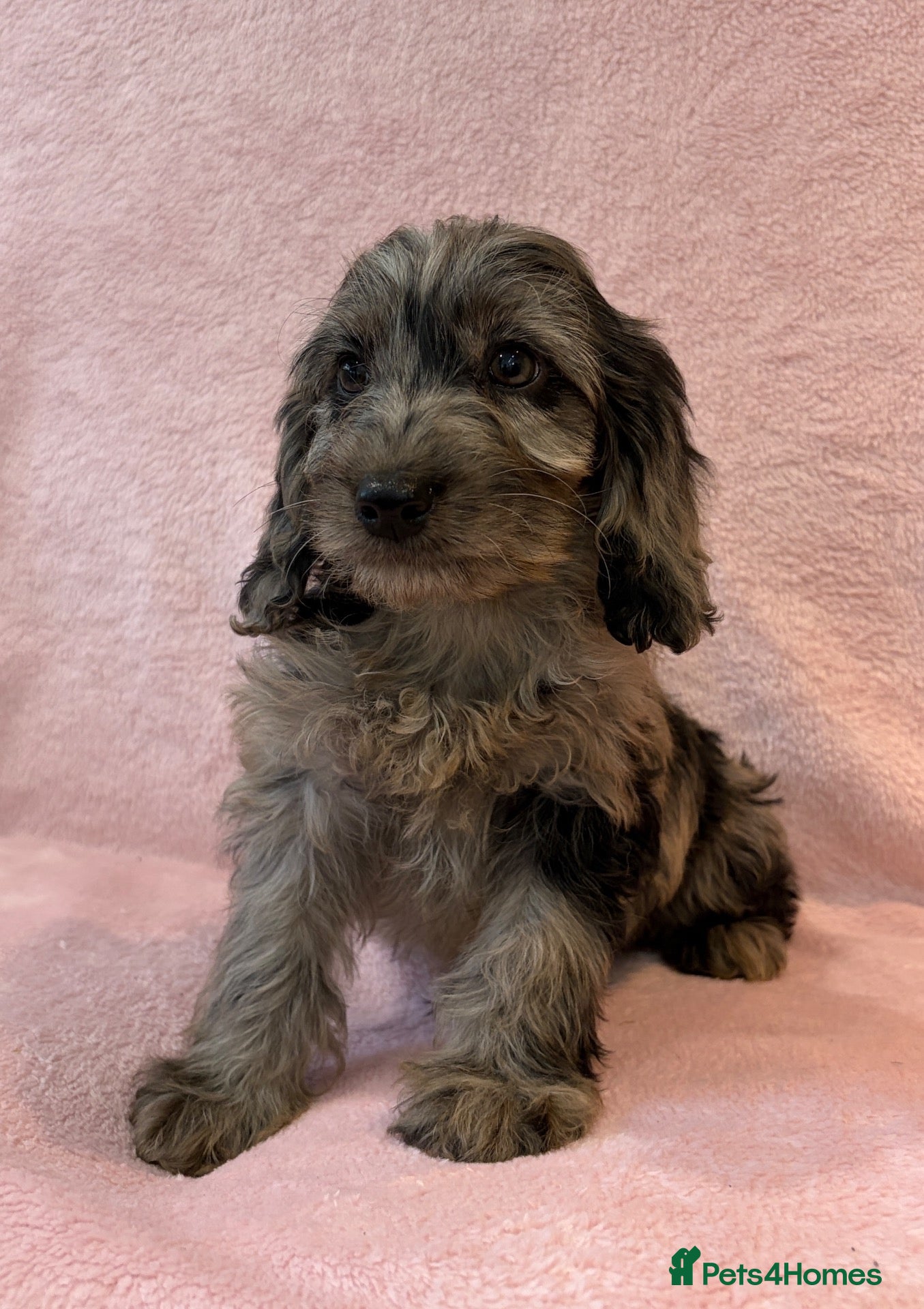 Cockapoo dogs Stunning f1 cockapoo puppies - Advert 2