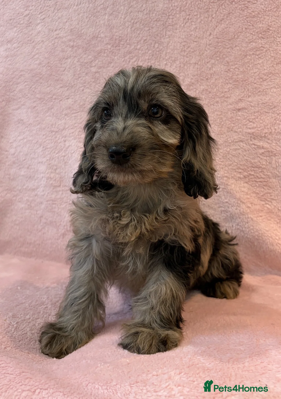 Cockapoo dogs for sale: Stunning f1 cockapoo puppies in Worksop - Advert 2