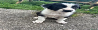 Border Collie 3