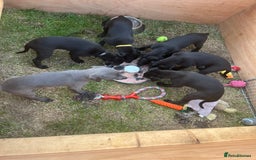 Whippet dogs for sale: 🐾 KC Registered Black Whippet Puppies 🐾 - Image 5