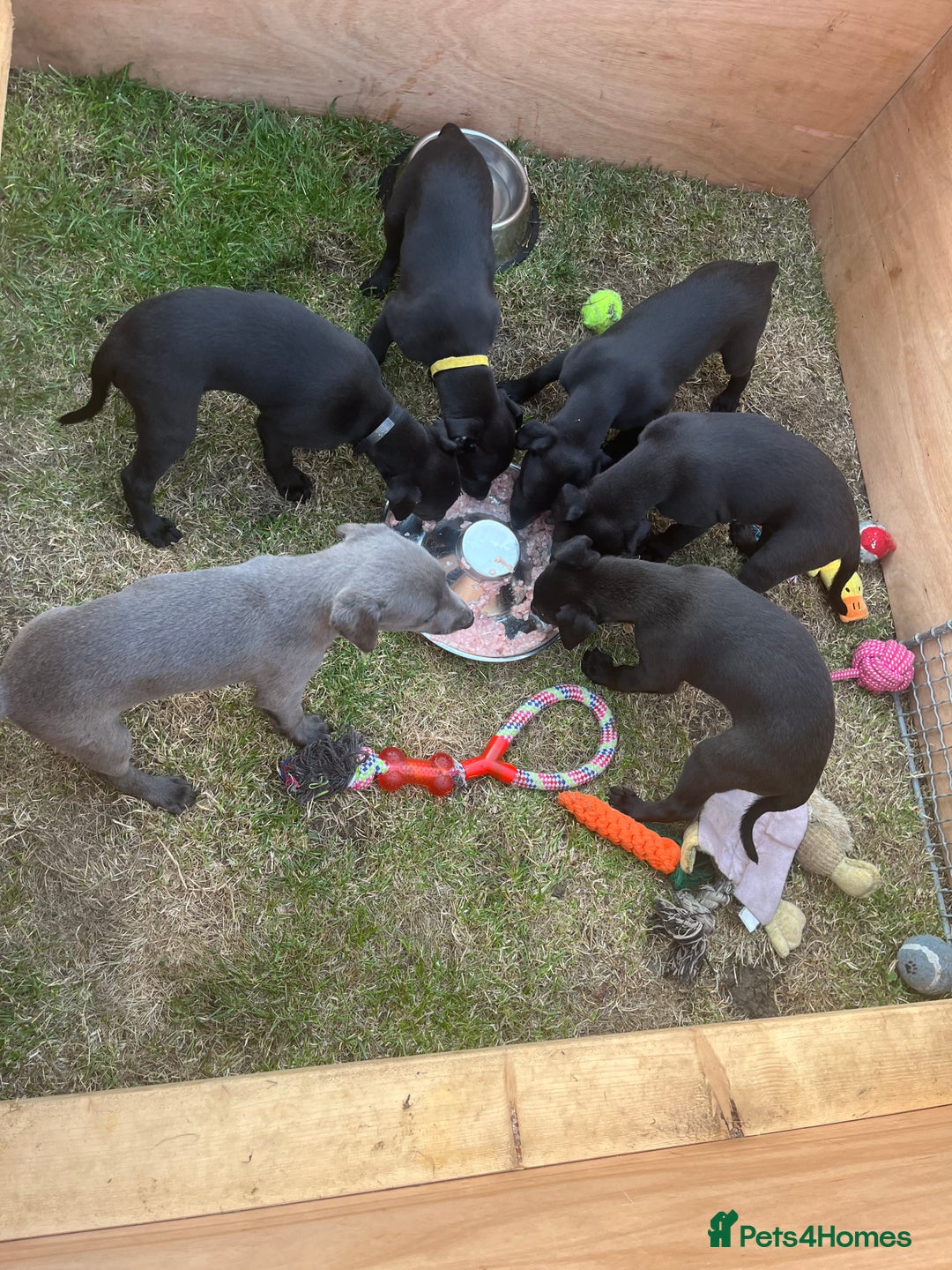 Whippet dogs for sale: 🐾 KC Registered Black Whippet Puppies 🐾 - Image 5