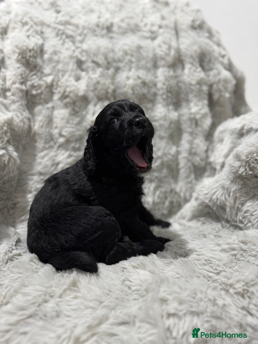 Cockapoo dogs for sale: F2 cockapoo puppies  - Advert 14