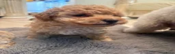 Toy Poodle dogs for sale: Toy poodle puppies  in Hatfield - Advert 3