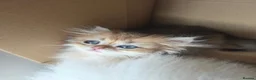 British Longhair cats for sale: Golden British longhair pure bloodline  - Advert 24