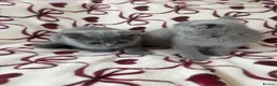 British Shorthair cats for sale: Beautiful British Shorhair Kittens for Sale - Advert 6