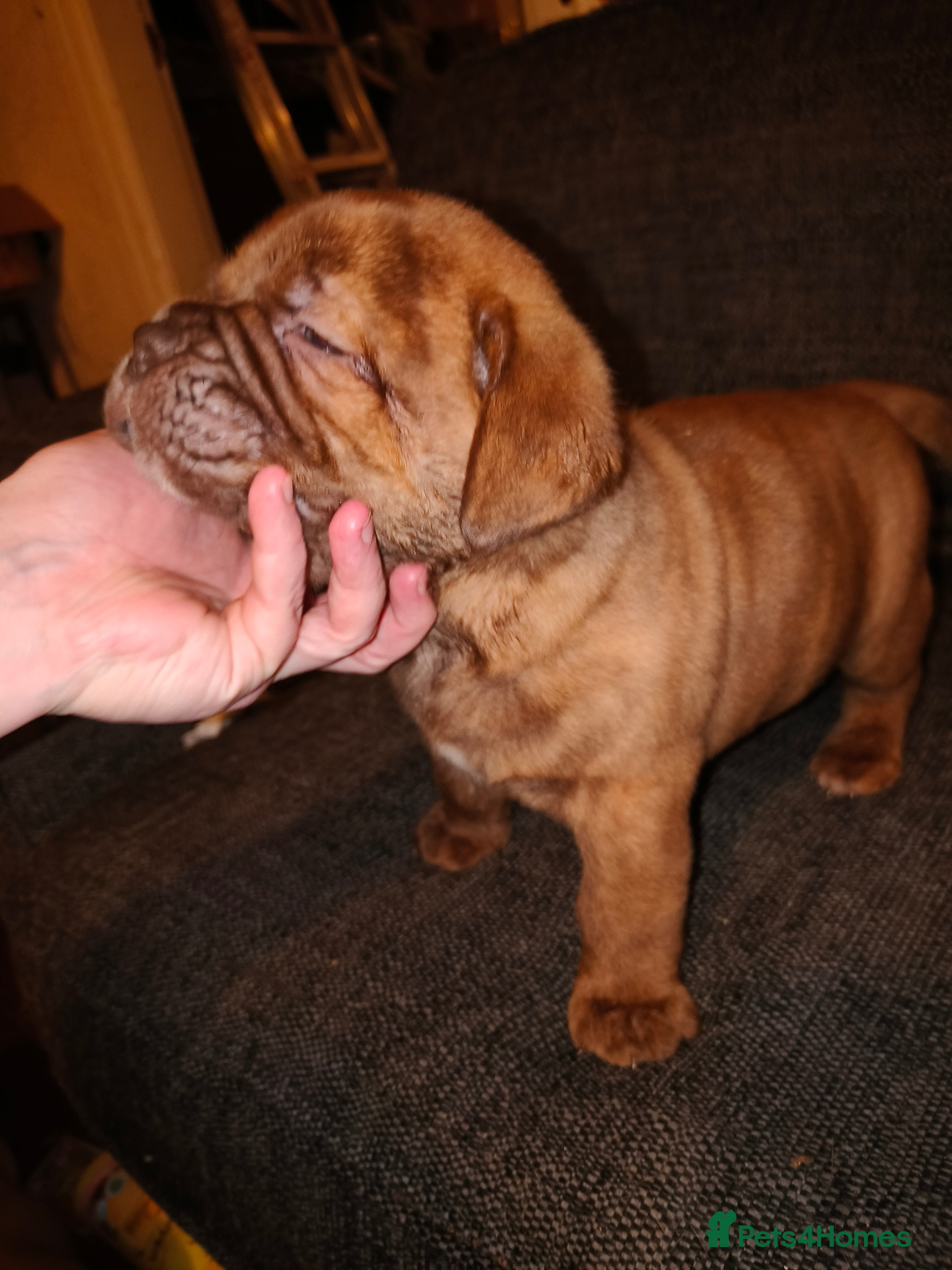 Mixed Breed dogs Dogue de bordeaux cross old time english bulldog - Advert 21