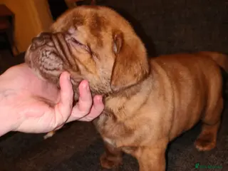 Mixed Breed dogs Dogue de bordeaux cross old time english bulldog - Advert 21