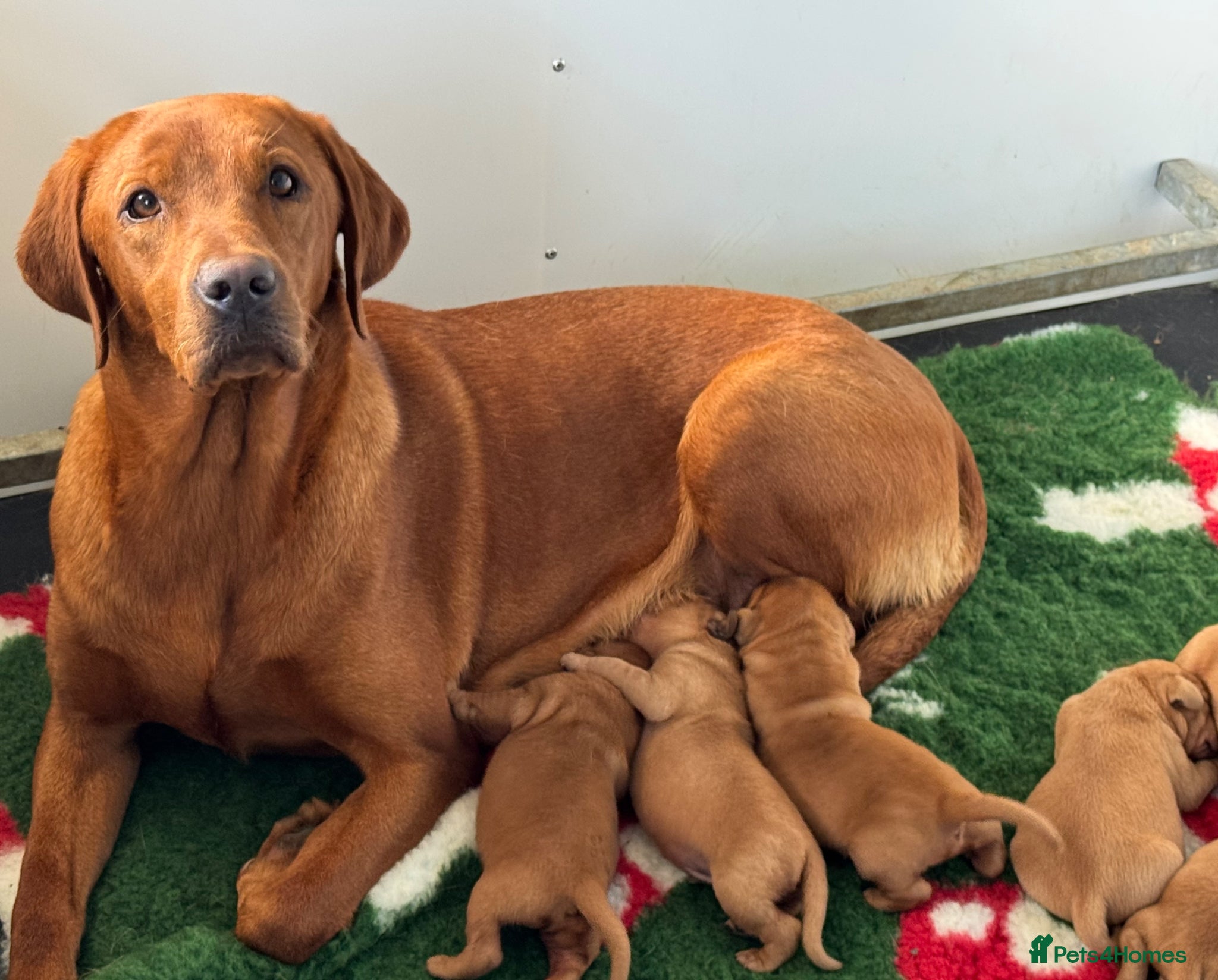 Labrador Retriever dogs KC litter of Fox Red Labradors  - Advert 2