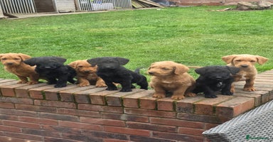 Labradoodle dogs - Advert 2