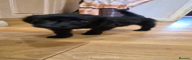 Zoey