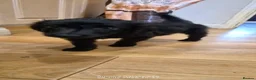 Double Doodle dogs for sale: Double doodle puppies (labradoodle/goldendoodle)🐶 - Advert 11