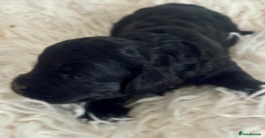 Cavapoo dogs - Advert 2